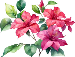 Watercolor painting of Bougainvillea flower. 