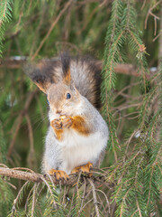The squirrel with nut sits on tree in the winter or late autumn