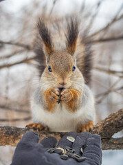 Squirrel eats nuts from a man's hand. Caring for animals in winter or autumn.