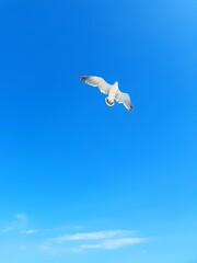 a seagull flying in the blue sky