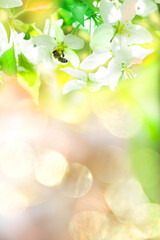 Blossom blooming on trees in springtime. Wild pear or apple tree flowers with bee. Fairy nature, sunlight