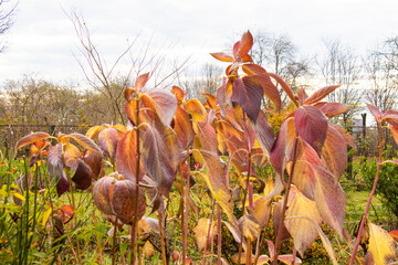 Hydrangea serrata
