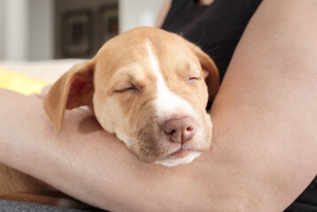 Cute puppy sleeping on pet owners arm. Puppy dog feeling safe and secure in woman arm. Puppy...