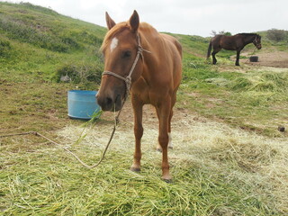 a horse that is eating grass