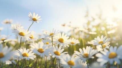 a field of white daisies swaying in the wind, © venusvi