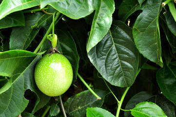 Passiflora edulis or passion fruit is both eaten and juiced