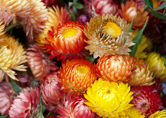 Naklejka na ściany i meble Close up on colorful bouquet of Xerochrysum bracteatum, commonly known as the golden everlasting or strawflowers.