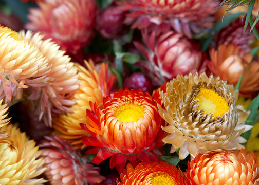 Close up on colorful bouquet of Xerochrysum bracteatum, commonly known as the golden everlasting or strawflowers.