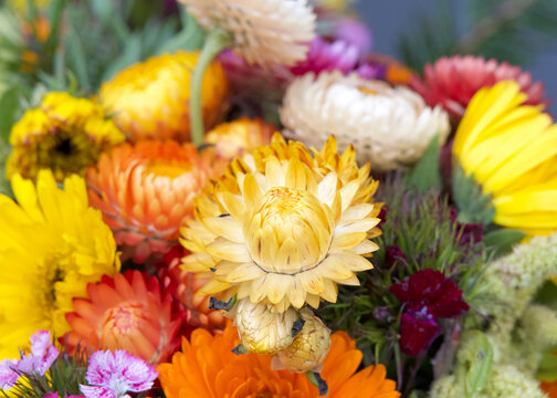 Close up on colorful bouquet of Xerochrysum bracteatum, commonly known as the golden everlasting or strawflowers.