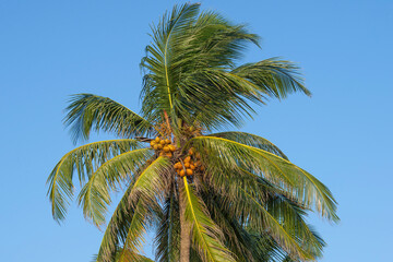 Fototapeta na wymiar The tip of a coconut tree with ripening coconuts in the light of the evening sun. Sri Lanka
