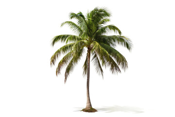 The Coconut Palm Tree on Transparent Background, PNG, Generative Ai