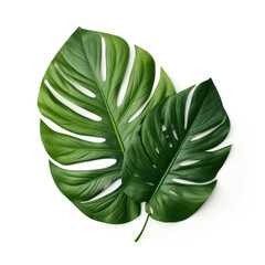 Green monstera Leaves Tropical isolated illustration on white background