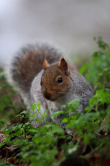 Close-up picture of a squirrel in St George Park, Bristol, England.