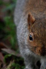 Close-up picture of a squirrel in St George Park, Bristol, England.