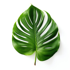 Monstera green leave isolated on white background.