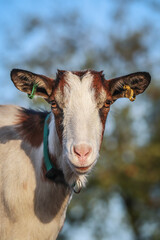 Close-up picture of a goat. 