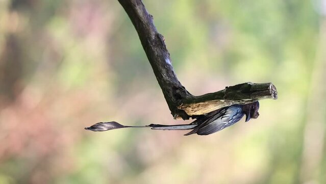A racquet tailed drongo perched on a tree branck diving down in munnar thatekad