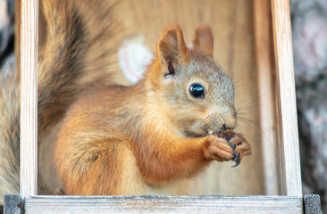 Portrait of a squirrel in a wooden house