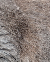Cat fur as an abstract background. Texture