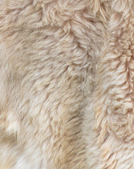 White sheep wool as an abstract background. Texture