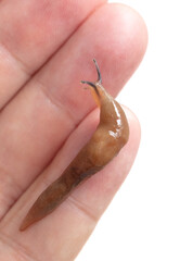 slug on hand isolated on white background. Macro