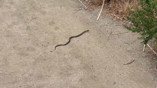 Slithering Snake