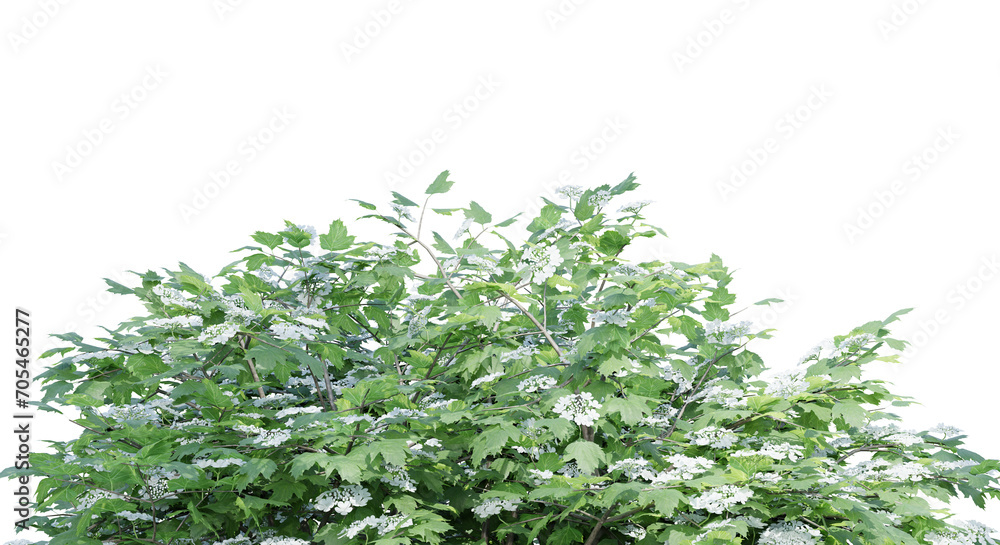 Poster viburnum opulus isolate transparent background.3d rendering png