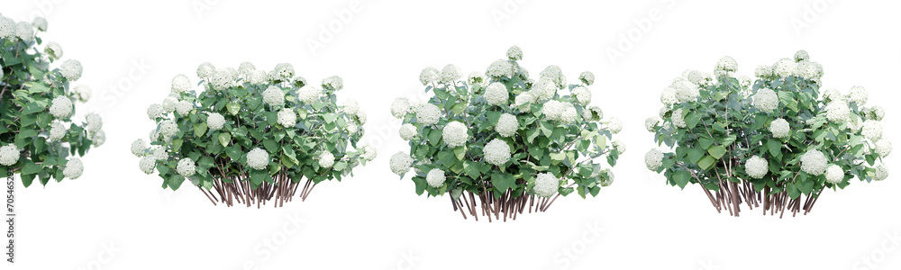 Poster hydrangea arborescens isolate transparent background.3d rendering png