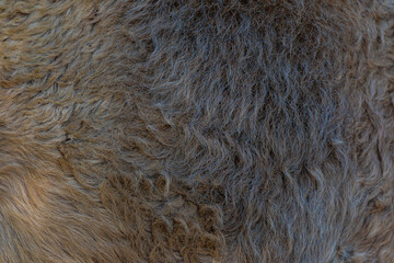 close up of a fur texture