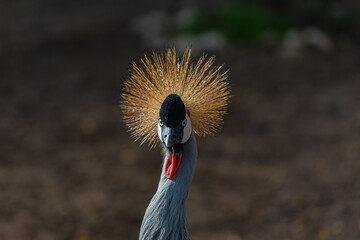 crowned crane balearica regulorum portrait