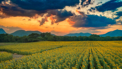 Landscape Golden yellow sunflower field at sunset