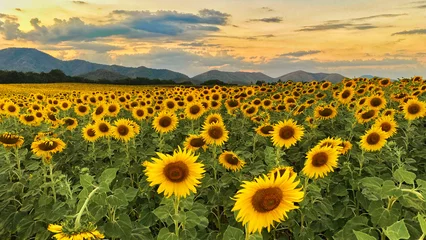 Fototapeten Landscape Golden yellow sunflower field at sunset © minicase