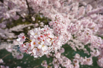 弘前公園の桜 Hirosaki park Cherry Blossoms