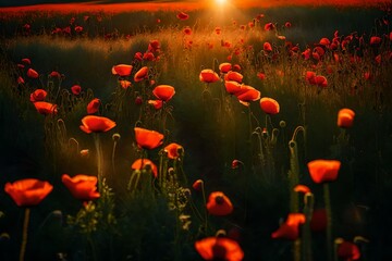 Obraz premium field of red poppies