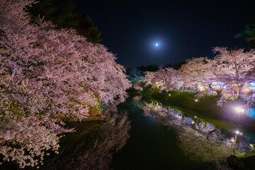 弘前公園の夜桜ライトアップ Night cherry Blossoms in Hirosaki Park