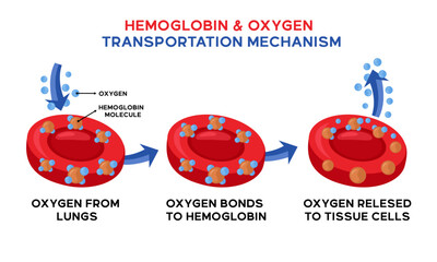 Illustration of hemoglobin and oxygen transportation mechanism