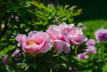 blooming pink peony with leaves in the garden in the rays of the sun. Spring garden