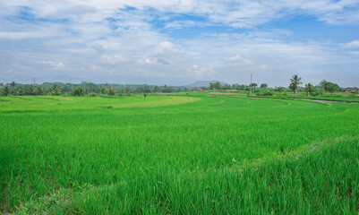 View of the vast green rice field landscape