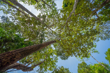 Fototapeta premium Bottom view of tree trunk and green leaves of big tree in tropical forest.