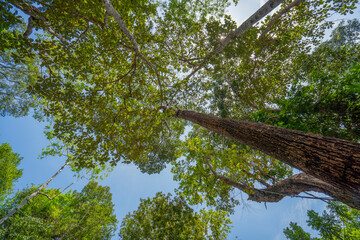 Bottom view of tree trunk and green leaves of big tree in tropical forest.