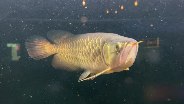 The correct phrasing for that sentence would be: "The Arwana, also known as the Asian dragon fish, is a captivating aquatic species found in Asia's freshwater habitats, renowned for its vibrant colors