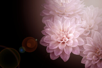 Flower and light; background or texture; spring concep