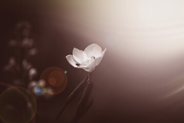 Flower and light; background or texture; spring concep