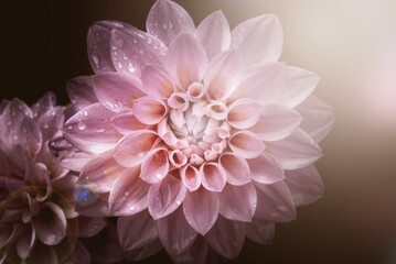 Flower and light; background or texture; spring concep