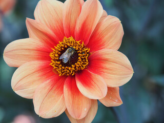 Bienentankstelle © thoMIC63