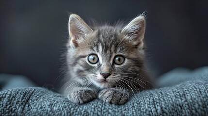 Fototapeta premium Studio Portrait Playful Grey White Kitten, Desktop Wallpaper Backgrounds, Background HD For Designer