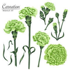 Set of botanical illustrations for january flowers green carnation