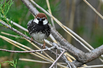Weidensperling // Spanish Sparrow (Passer hispaniolensis) - Griechenland // Greece