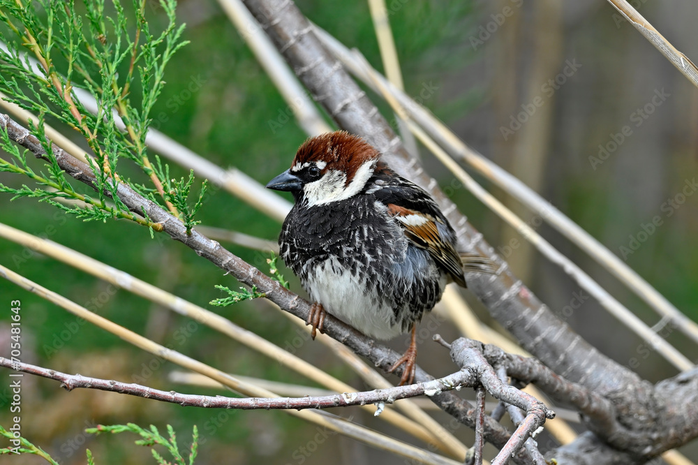 Poster Weidensperling // Spanish Sparrow (Passer hispaniolensis) - Griechenland // Greece