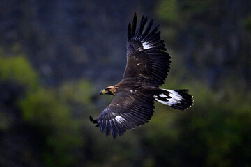 fliegender Steinadler // flying Golden eagle (Aquila chrysaetos)